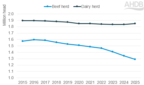 UK breeding cow herd as of 1 June